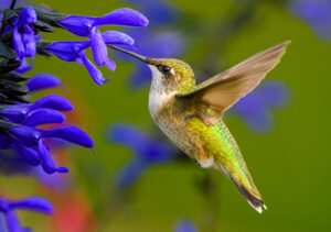 Female Hummingbird Getting Nectar photograph by David Perez