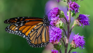 Monarch on Liatris photograph by Kevin Corrigan
