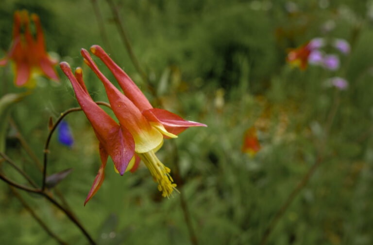 Columbine photograph by William Frische