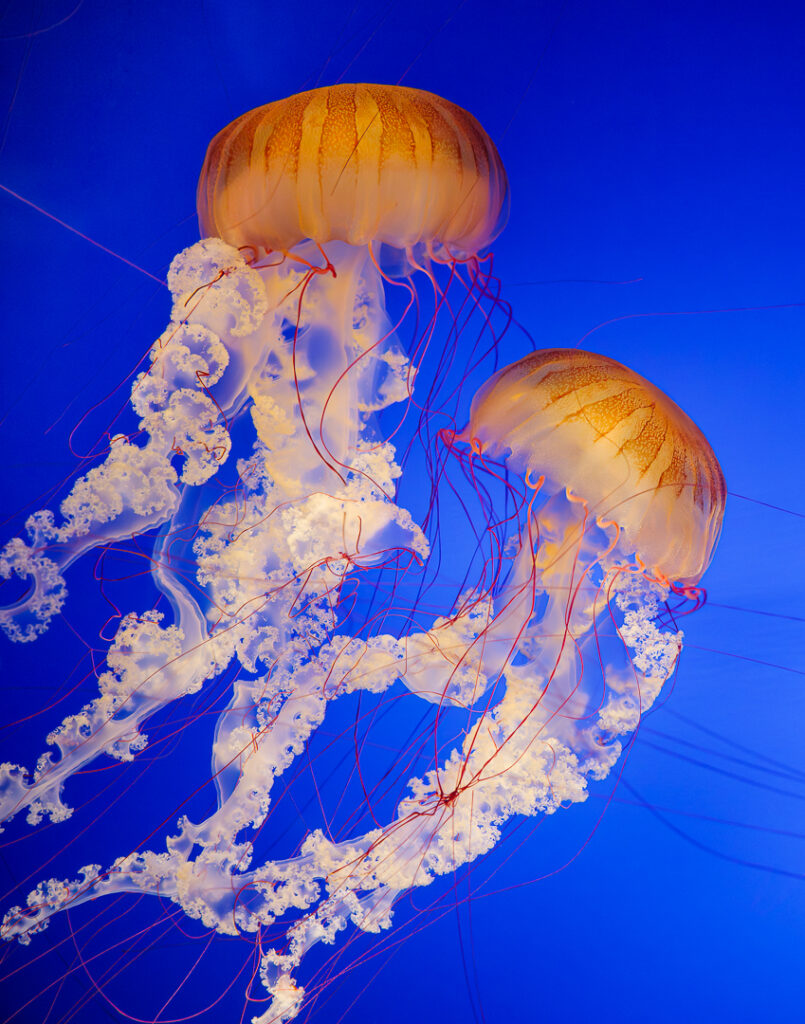 Omaha Zoo Jelly s photograph by Daniel Vande Vusse