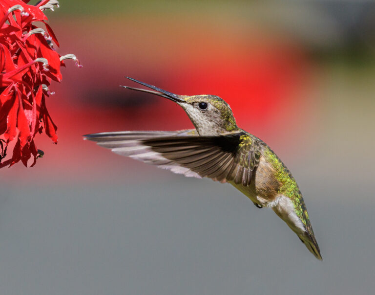 Ready For A Sip photograph by Rick Graves