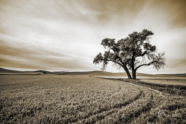 Alone In The Palouse photograph by Al Kiecker